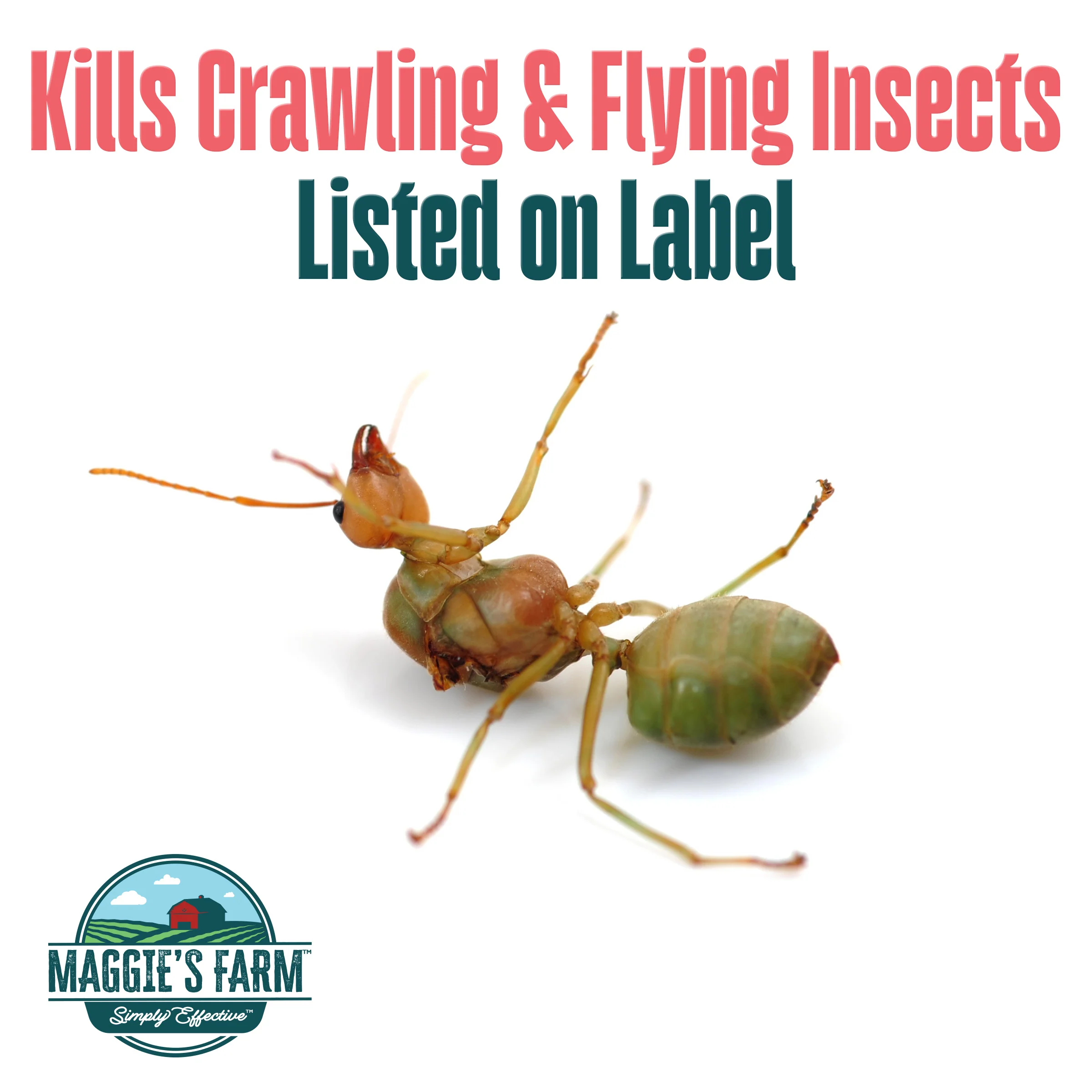 Home Bug Spray - Image 3